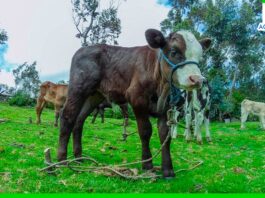 Piura: continúa la ejecución de proyectos agropecuarios con millonaria inversión Piura: continúa la ejecución de proyectos agropecuarios con millonaria inversión