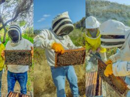 Piura: realizarán Congreso Regional de Apicultura este 31 de mayo en la UNP Piura realizarán Congreso Regional de Apicultura este 31 de mayo en la UNP