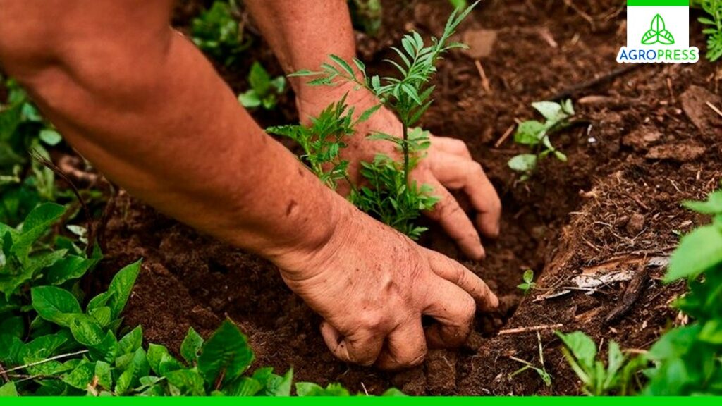 Piura tendrá su primera área de conservación ambiental de especies de flora