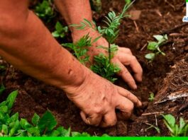 Piura tendrá su primera área de conservación ambiental de especies de flora Piura tendrá su primera área de conservación ambiental de especies de flora