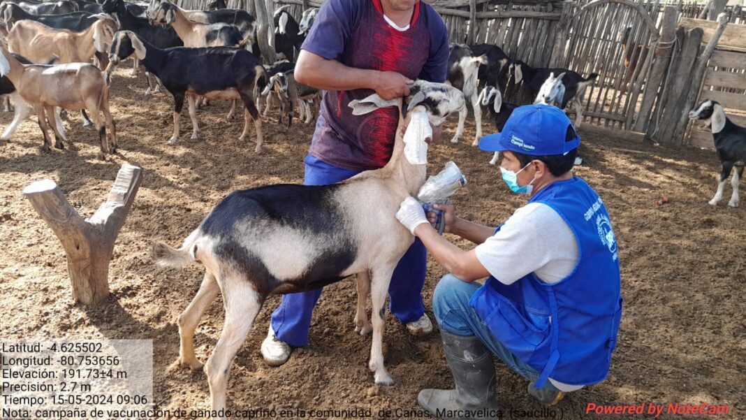 Sullana 4500 cabezas de ganado caprino fueron inmunizados durante segunda jornada de vacunación