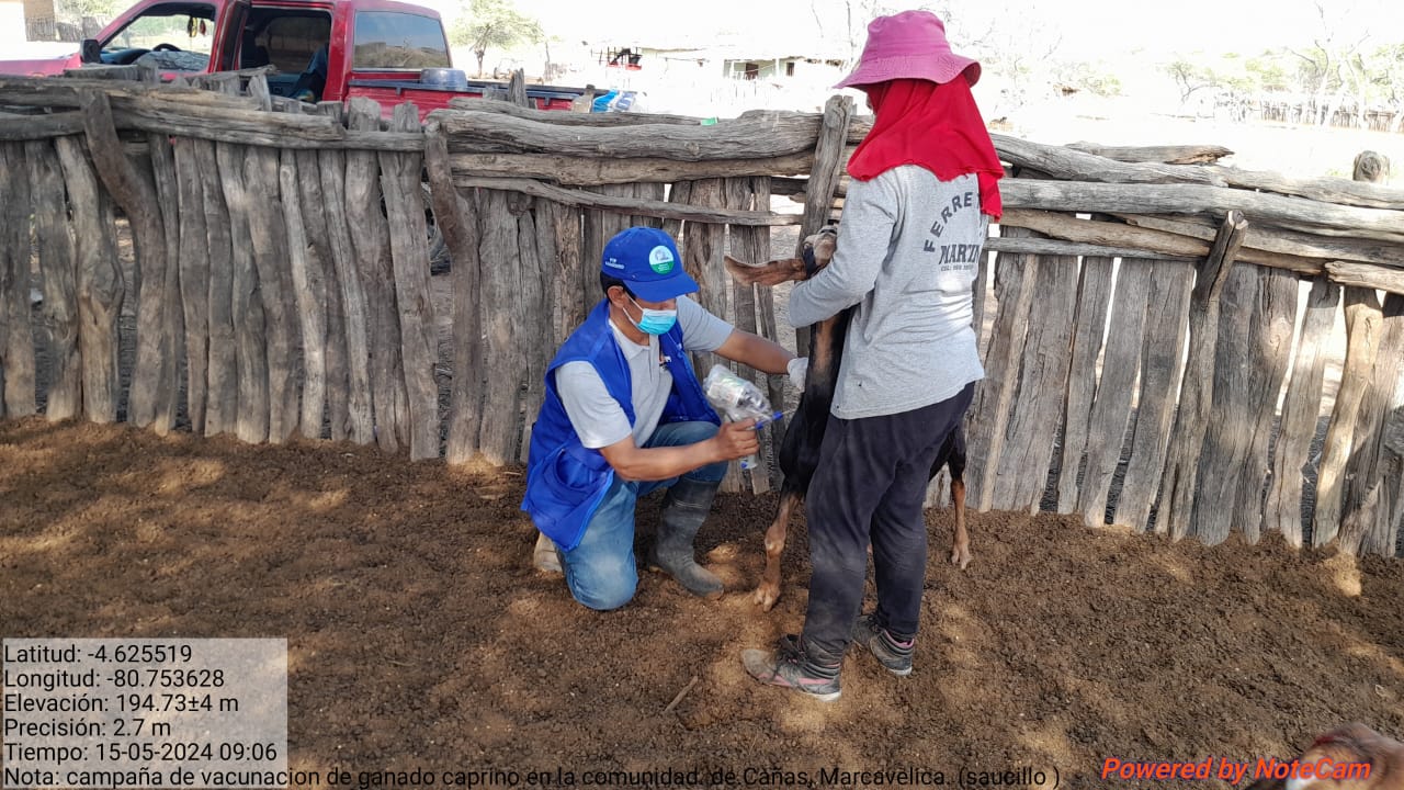Sullana 4500 cabezas de ganado caprino fueron inmunizados durante segunda jornada de vacunación 