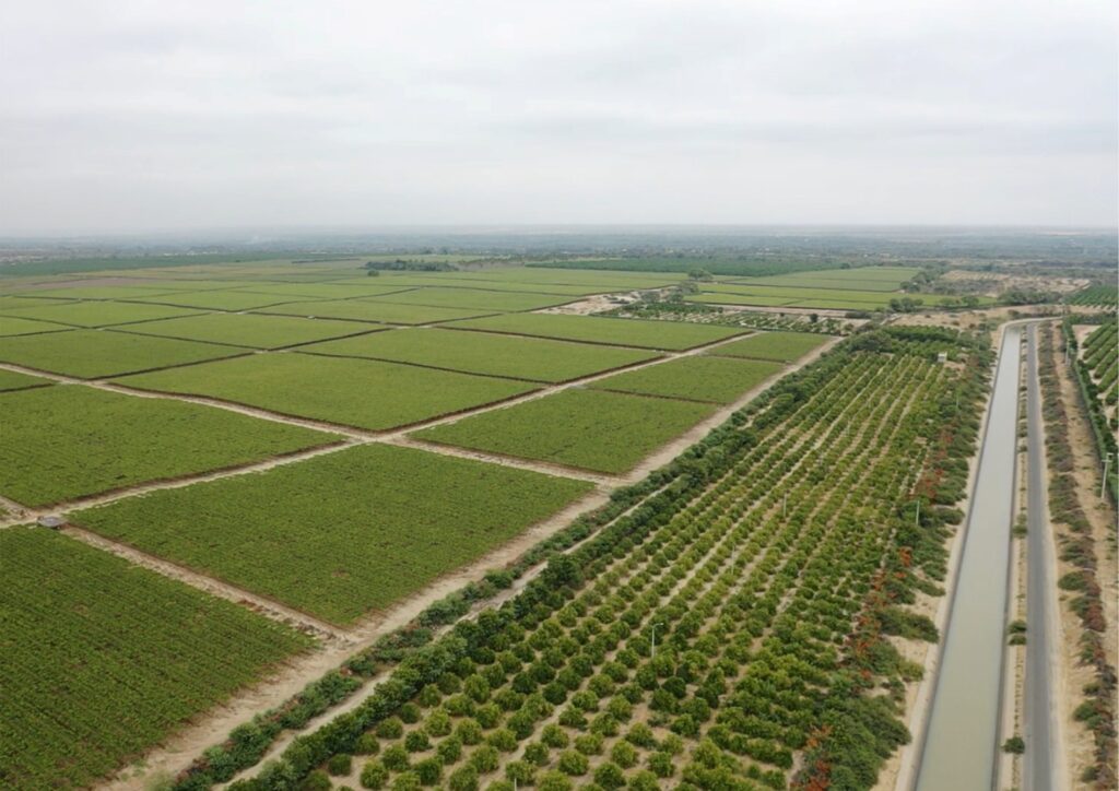 Adelantan campaña agrícola en los valles del Chira, Sechura, Medio y Bajo Piura. Foto: Pechp.