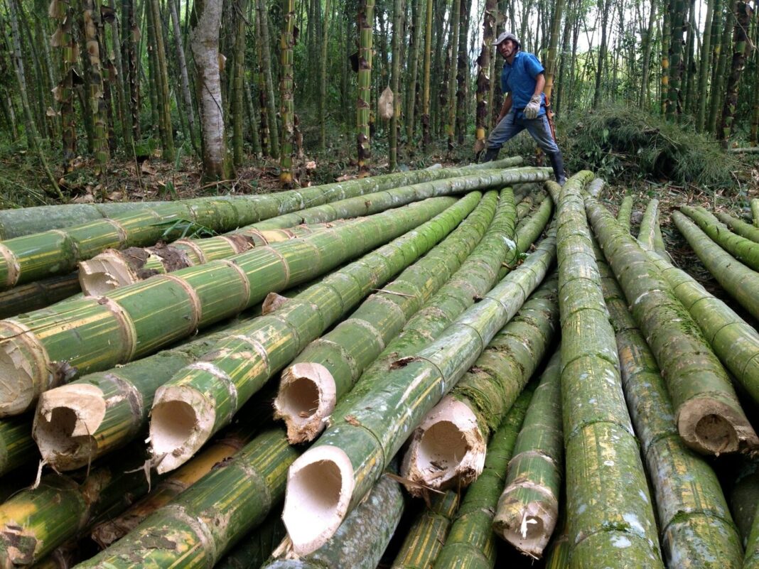 Convenio interinstitucional impulsa el cultivo del bambú en la región Piura.