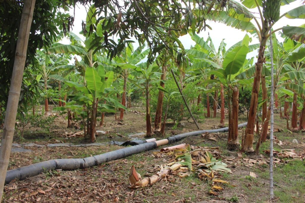 Proyecto de Presa Piques busca incrementar la productividad agrícola en el Alto Piura. Foto: Gore Piura.