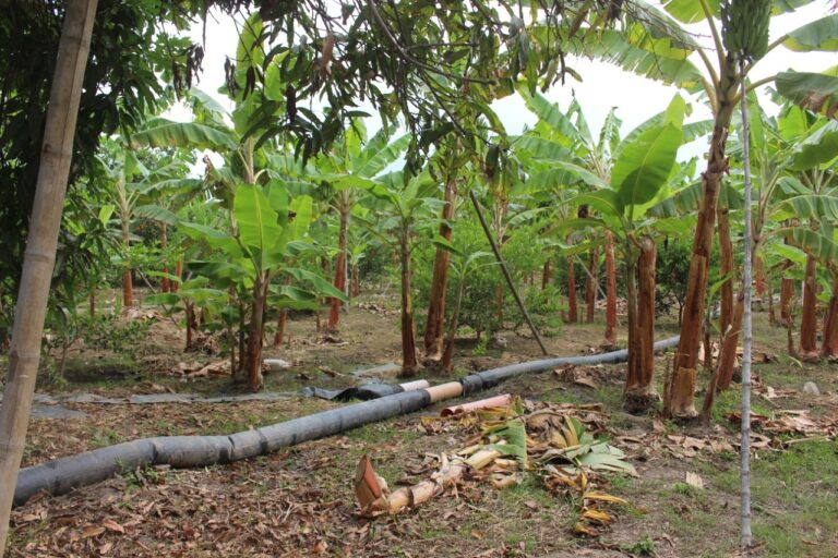 Proyecto de Presa Piques busca incrementar la productividad agrícola en el Alto Piura