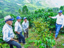 Ocho agencias agrarias de la región Piura preparan actividades por el Día del Campesino Celebrarán el Día del Campesino en ocho agencias agrarias de la región Piura