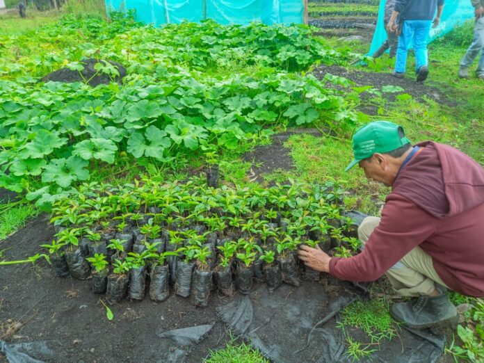 Huancabamba Entregan 15 mil plantones de café orgánico a productores de Socchapampa