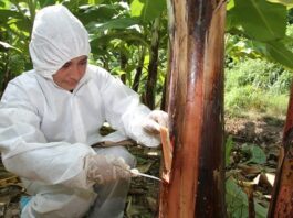 El 40% de la producción agrícola en Perú se pierde por plagas El 40% de la producción agrícola en Perú se pierde por plagas