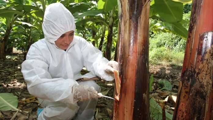 El 40% de la producción agrícola en Perú se pierde por plagas