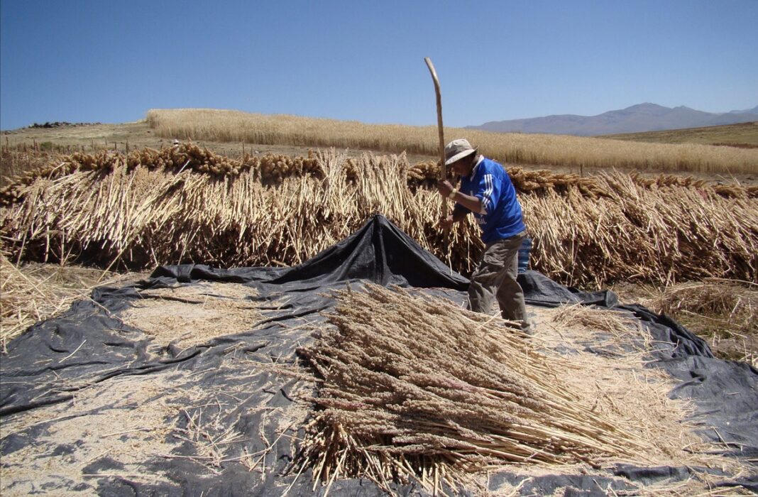 Sector agropecuario se recupera y crece 6.3% en el primer cuatrimestre del año