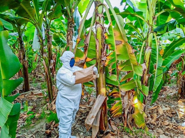 Gobierno Regional impulsa trabajos para una agricultura sostenible en Piura