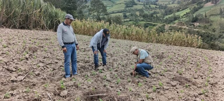 Cerca de 104 productores de cuatro provincias de la región Piura se beneficiarán con la instación de arvejas utrillo.
