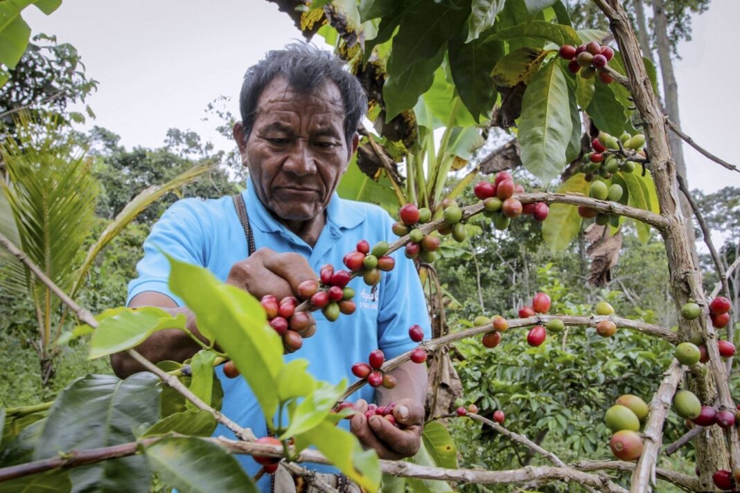 Pequeños agricultores fortalecerán y promoverán la exportación de productos gracias a nueva ley