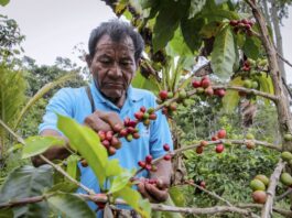 Pequeños agricultores fortalecerán y promoverán la exportación de productos gracias a nueva ley Agrobanco otorgará S/ 3.000 millones en créditos para agricultores