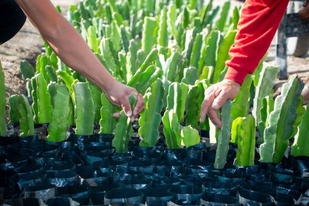 Sondorillo impulsa su economía local con la siembra de pitahaya americana