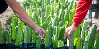 Sondorillo impulsa su economía local con la siembra de pitahaya americana Sondorillo impulsa su economía local con la siembra de pitahaya americana