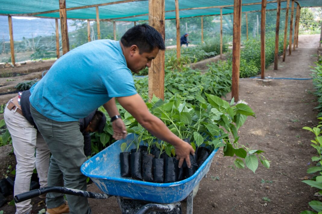 Productores del C.P. Lacchán Alto en Sondorillo, Huancabamba, se beneficiaron con la entrega de 500 plantones de granadilla.