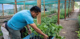 Huancabamba: entregan 500 plantones de granadilla a productores del C.P. Lacchán Alto en Sondorillo Productores del C.P. Lacchán Alto en Sondorillo, Huancabamba, se beneficiaron con la entrega de 500 plantones de granadilla.