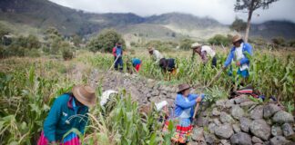 Más de un millón de productores se beneficiarán con proyectos de inversión Más de un millón de productores se beneficiarán con proyectos de inversión