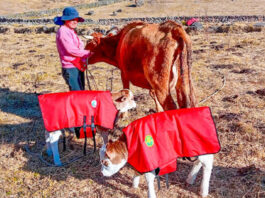 Nacen becerros mellizos mediante inseminación artificial Nacen becerros mellizos mediante inseminación artificial