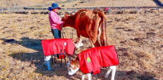 Nacen becerros mellizos mediante inseminación artificial Nacen becerros mellizos mediante inseminación artificial