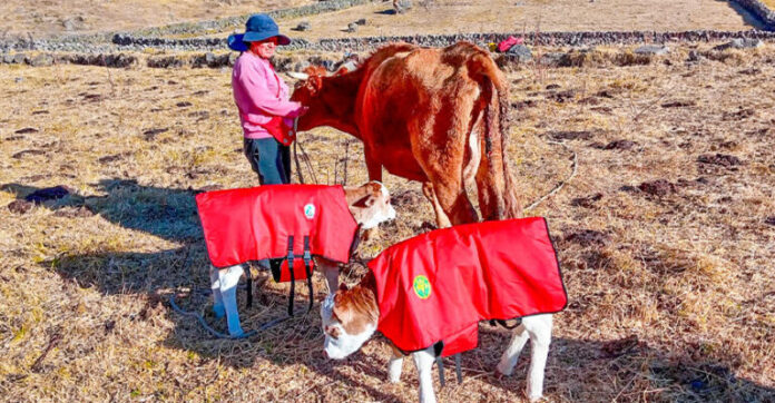 Nacen becerros mellizos mediante inseminación artificial