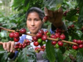 Perú obtuvo más de $144 millones en exportación de café en julio Perú obtuvo más de $144 millones en exportación de café en julio