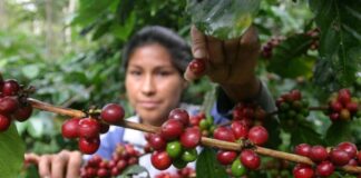 Perú obtuvo más de $144 millones en exportación de café en julio Perú obtuvo más de $144 millones en exportación de café en julio