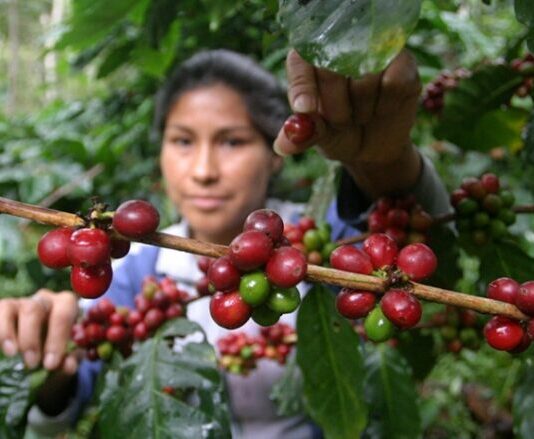 Perú obtuvo más de $144 millones en exportación de café en julio Perú obtuvo más de $144 millones en exportación de café en julio