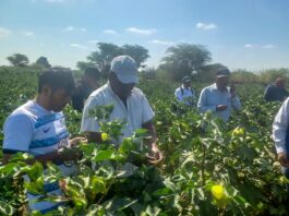 Se instalaron 860 hectáreas de algodón en el Medio, Bajo Piura y Sechura Se instalaron 860 hectáreas de algodón en el Medio, Bajo Piura y Sechura