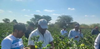 Se instalaron 860 hectáreas de algodón en el Medio, Bajo Piura y Sechura Se instalaron 860 hectáreas de algodón en el Medio, Bajo Piura y Sechura