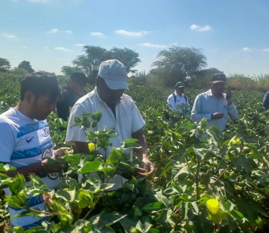 Se instalaron 860 hectáreas de algodón en el Medio, Bajo Piura y Sechura Se instalaron 860 hectáreas de algodón en el Medio, Bajo Piura y Sechura