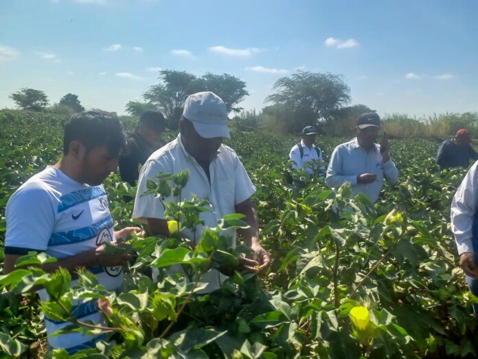 Se instalaron 860 hectáreas de algodón en el Medio, Bajo Piura y Sechura