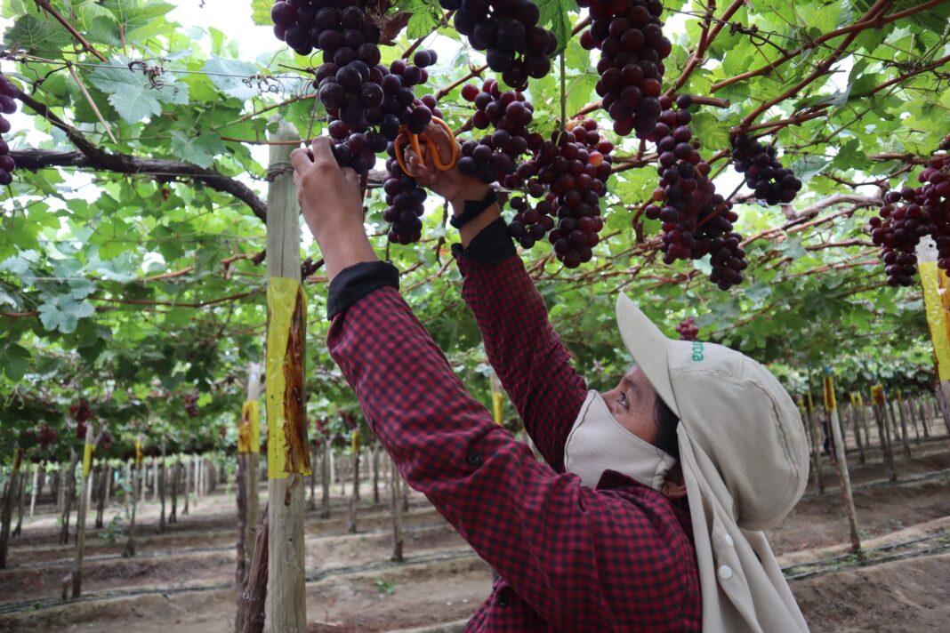 ¡Tras 8 años! Uva peruana regresa a mercado ecuatoriano