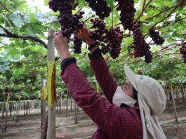 ¡Tras 8 años! Uva peruana regresa a mercado ecuatoriano ¡Tras 8 años! Uva peruana regresa a mercado ecuatoriano