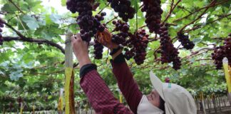 ¡Tras 8 años! Uva peruana regresa a mercado ecuatoriano ¡Tras 8 años! Uva peruana regresa a mercado ecuatoriano