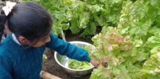 Biohuertos escolares complementan la alimentación del programa Qali Warma Biohuertos escolares complementan la alimentación del programa Wali Warma