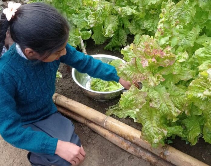 Biohuertos escolares complementan la alimentación del programa Wali Warma