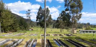 Impulsan el repoblamiento de trucha para mejorar la nutrición en Ayabaca, Morropón y Huancabamba Impulsan el repoblamiento de trucha para mejorar la nutrición en Ayabaca, Morropón y Huancabamba