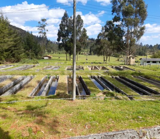 Impulsan el repoblamiento de trucha para mejorar la nutrición en Ayabaca, Morropón y Huancabamba Impulsan el repoblamiento de trucha para mejorar la nutrición en Ayabaca, Morropón y Huancabamba