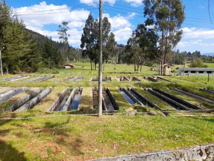 Impulsan el repoblamiento de trucha para mejorar la nutrición en Ayabaca, Morropón y Huancabamba