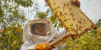 Más de 250 apicultores se benefician con la producción de miel en el VRAEM Más de 250 apicultores se benefician con la producción de miel en el VRAEM