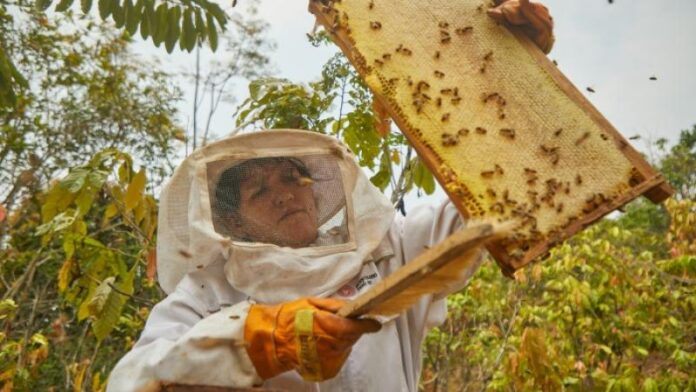 Más de 250 apicultores se benefician con la producción de miel en el VRAEM