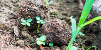 Minam lanza reforestación masiva con técnica innovadora tras incendios Minam lanza reforestación masiva con técnica innovadora tras incendios