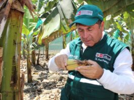 GORE busca mitigar efectos de la plaga Fusarium raza 4 que ataca al banano GORE busca mitigar efectos de la plaga Fusarium raza 4 que ataca al banano