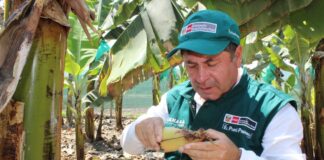 GORE busca mitigar efectos de la plaga Fusarium raza 4 que ataca al banano GORE busca mitigar efectos de la plaga Fusarium raza 4 que ataca al banano