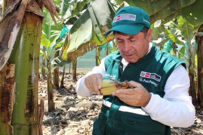 GORE busca mitigar efectos de la plaga Fusarium raza 4 que ataca al banano