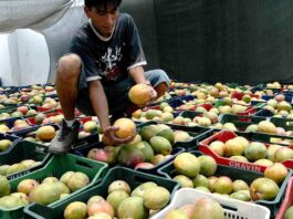 Producción de mango piurano sufre una caída histórica del 80% en 2024 Producción de mango piurano sufre una caída histórica del 80% en 2024