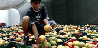 Producción de mango piurano sufre una caída histórica del 80% en 2024 Producción de mango piurano sufre una caída histórica del 80% en 2024